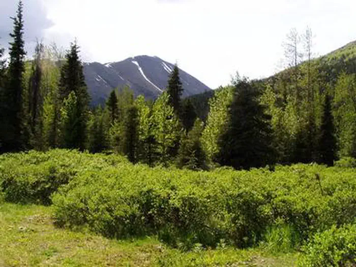 East Creek Cabin — EAST CREEK CABIN