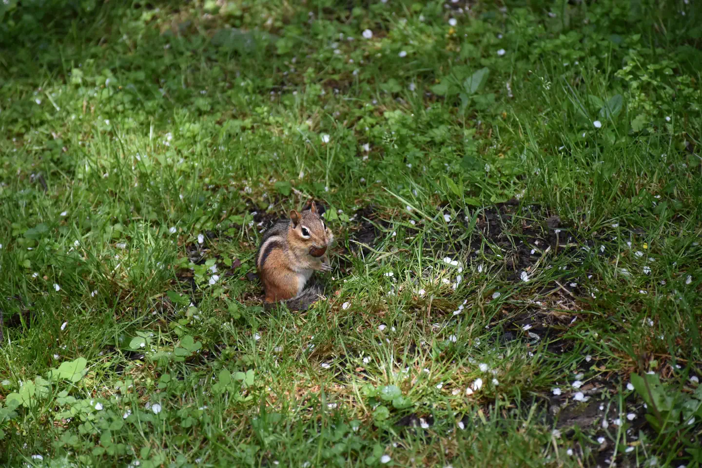 Buckaloons — chipmunk