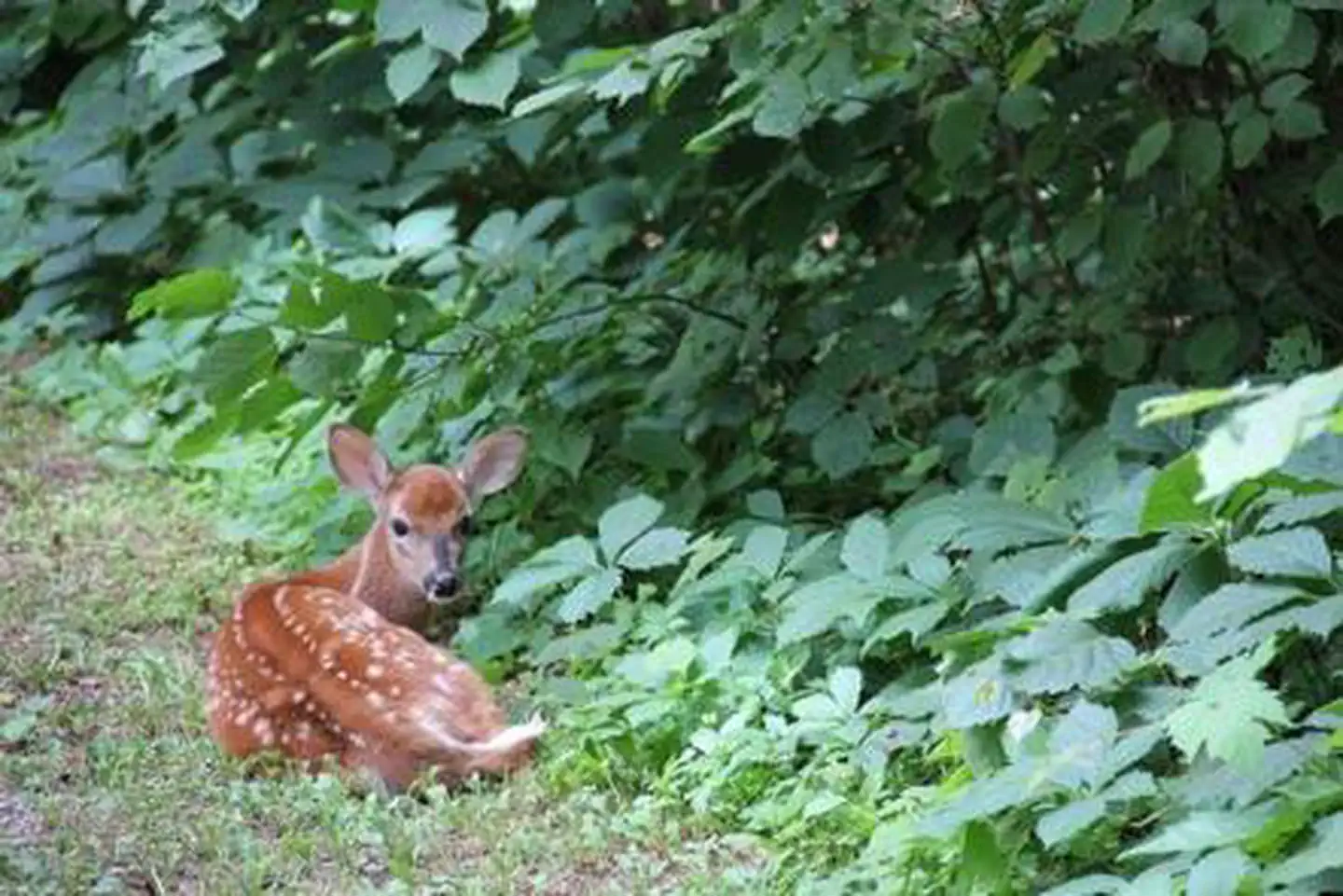 Deer Lake Campground — DEER LAKE