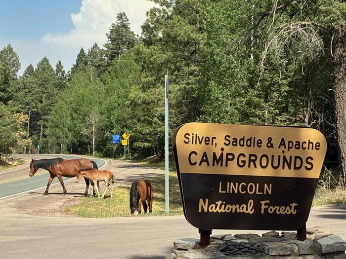 Saddle Campground — Main sign for Silver, Saddle and Apache campgrounds.
