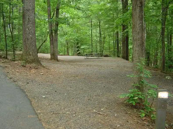 Horseshoe Point — Horseshoe Point campsite with picnic table, surrounded by forest.