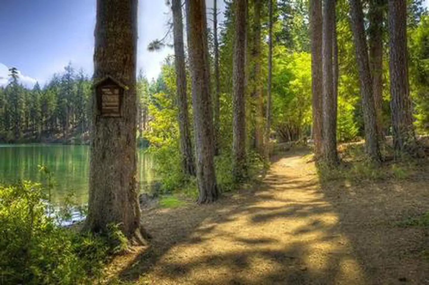 Link Creek — LINK CREEK