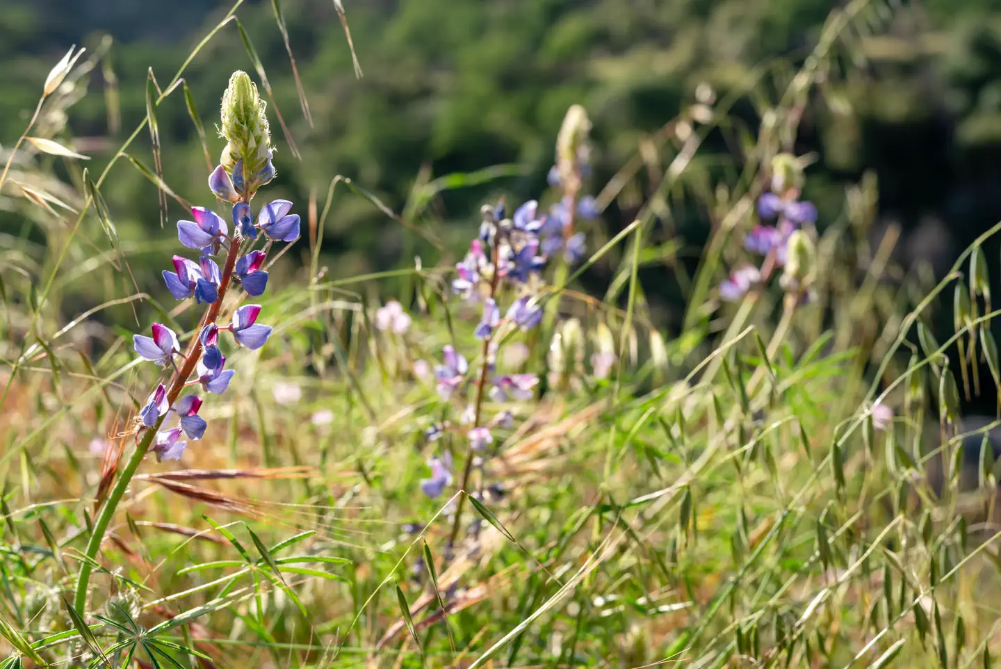 Potwisha Campground — Early blooming lupin flowers. If you are from Texas, you will try to call these bluebonnets. In California they are lupins. Yes I have had this argument with a friend.