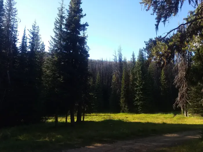 Horse Heaven Cabin — Meadow near cabin