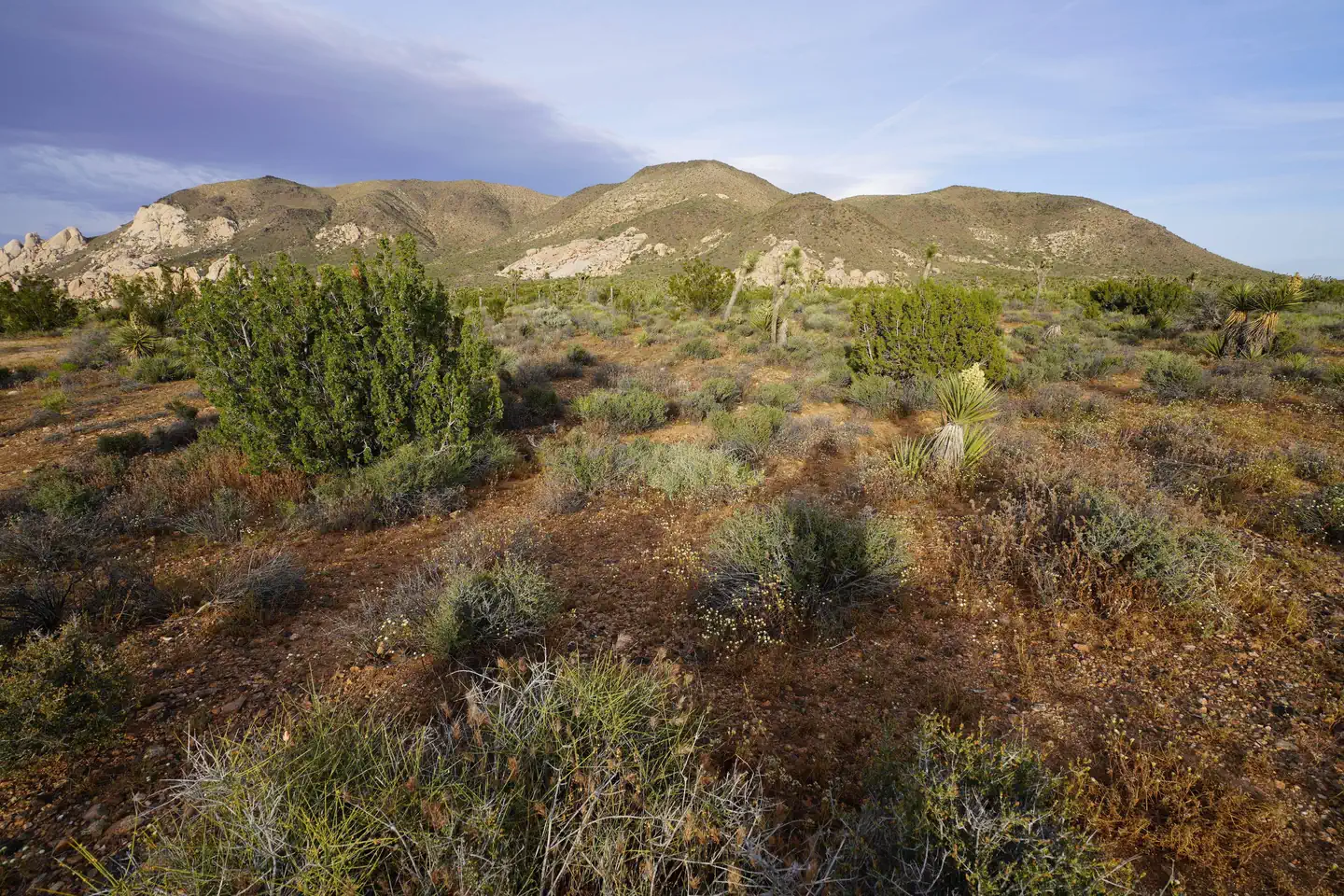 Ryan Campground — Ryan Mountain at Joshua Tree National Park