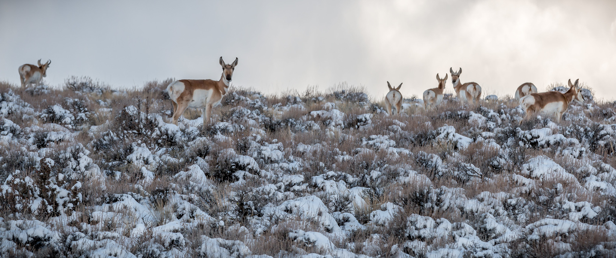 Duncan Reservoir Campground — A herd of pronghorn antelope explores the snowy rangelands near Duncan Reservoir