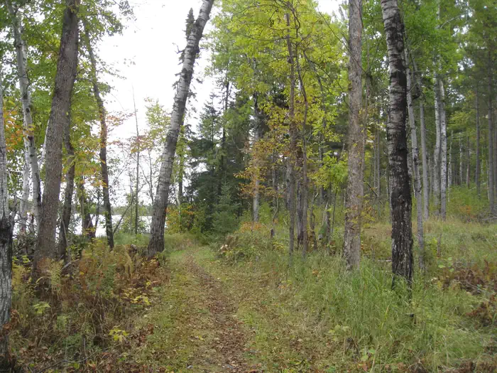 South Kawishiwi River — Picture of trail in the woods.