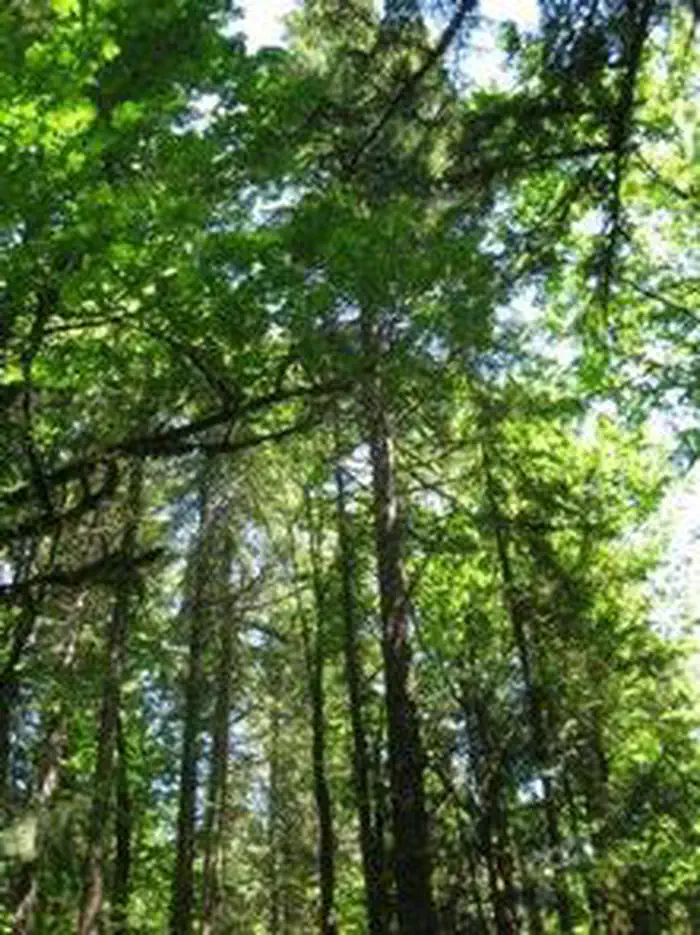 Beaver Campground — Beaver Campground