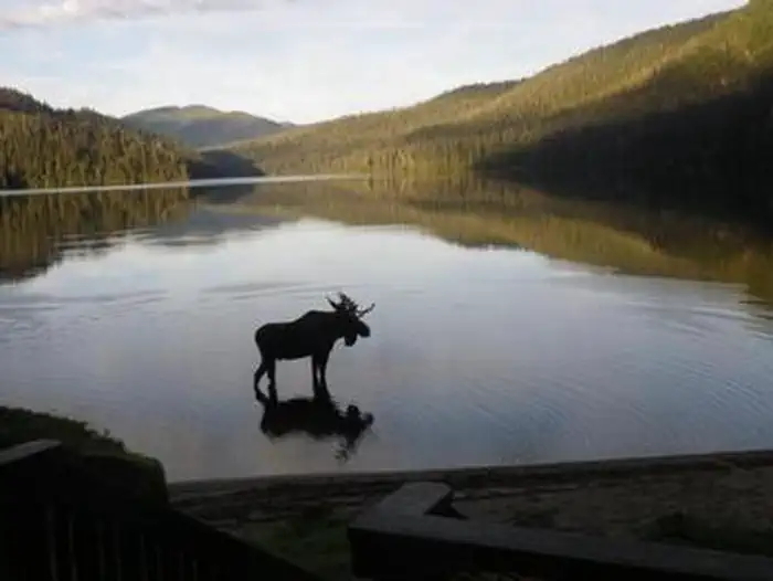 Virginia Lake Cabin — Moose in front of Virginia Lake