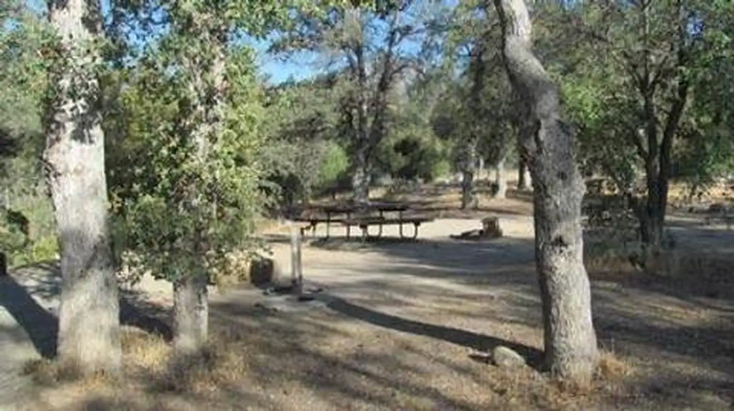 Live Oak South — LIVE OAK SOUTH