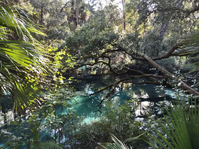 Juniper Springs Rec Area - Sandpine — Natural Florida