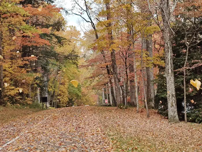 Cosby Group Camp — Cosby Park Road