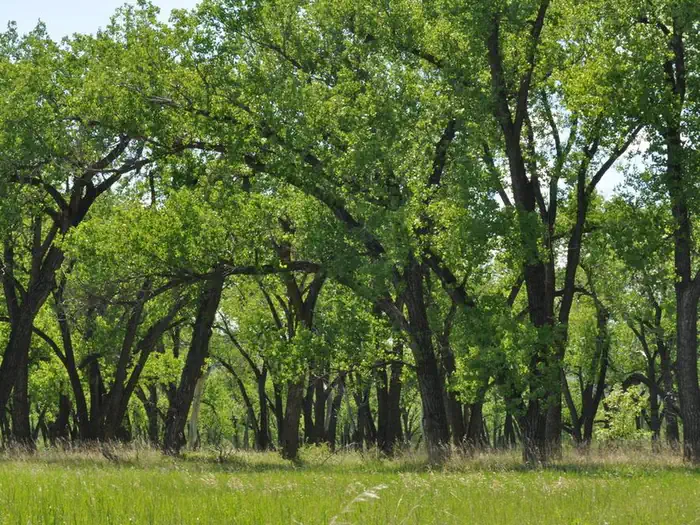 Cottonwood Campground (nd) — Leafy Cottonwood Trees