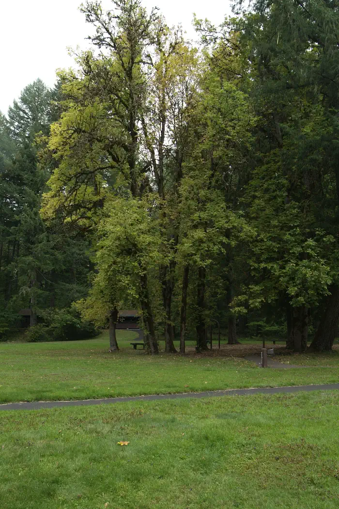 Shotgun Creek Recreation Site — Play area in the trees.