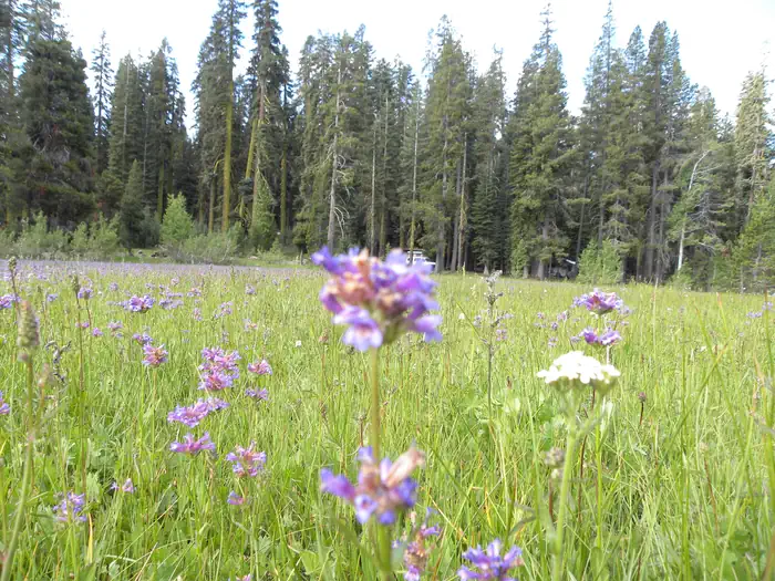Yuba Pass Campground — YUBA PASS CAMPGROUND