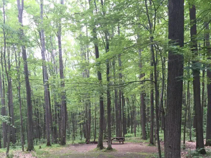 Minister Creek Campground — The Minister Creek Trailhead is situated directly across SR 666 from the campground where the popular 6 mile loop Minister Creek Hiking Trail .