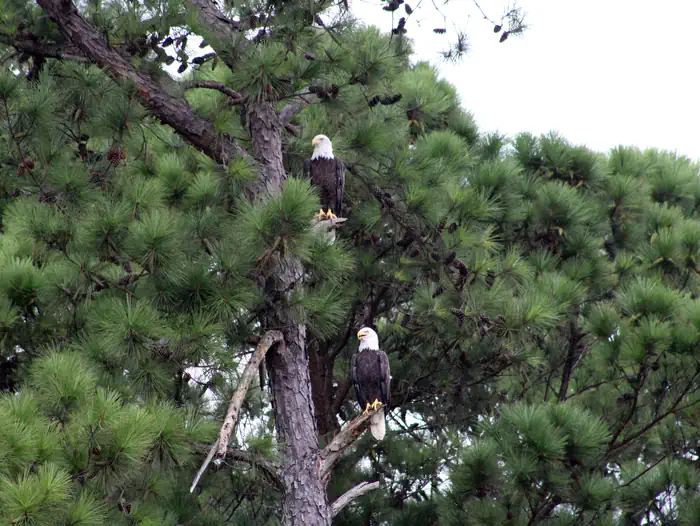 Persimmon Hill(enid Lake) — Persimmon Hill