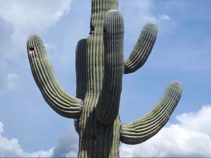 Saguaro National Park Wilderness Permits — A Giant Saguaro Cactus