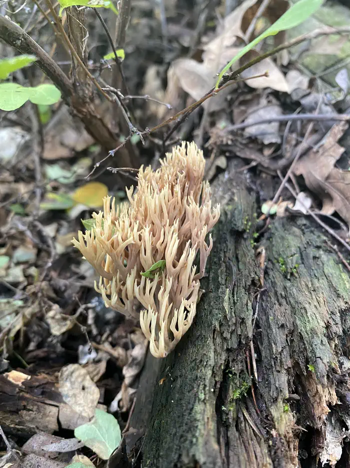Saguaro National Park Wilderness Permits — A coral mushroom growing in the high elevation of Saguaro NP