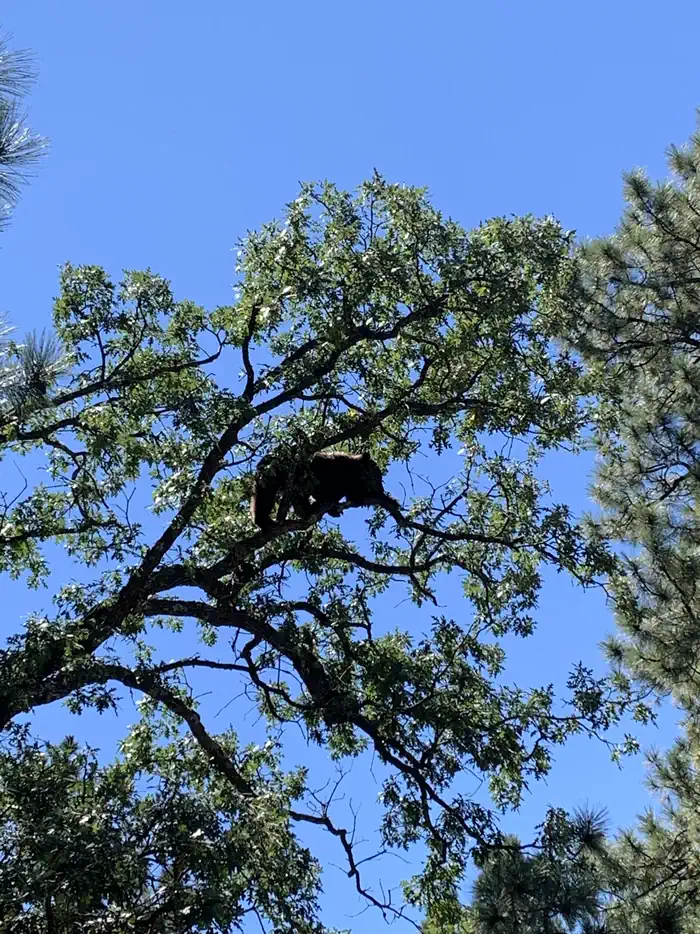 Saguaro National Park Wilderness Permits — A black bear, at 8,000 feet, climbing into the tops of the trees