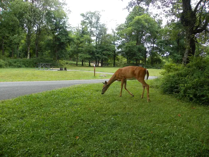 Big Meadows Campground - Shenandoah (va) — A deer grazes on grass, while standing next to green bushes. Two campsites with picnic tables in the background.