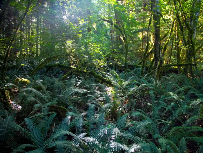 Goodell Creek Campground — The sun shines in a lush forest with ferns covering the forest floor.