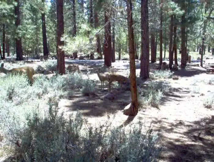 Logger Campground — LOGGER CAMPGROUND