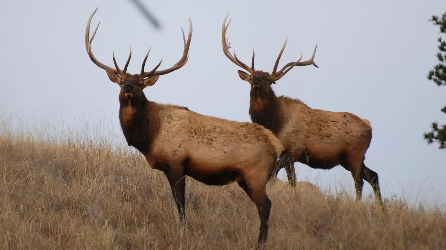 Elk Mountain Campground — A pair of Rocky Mountain Bull Elk