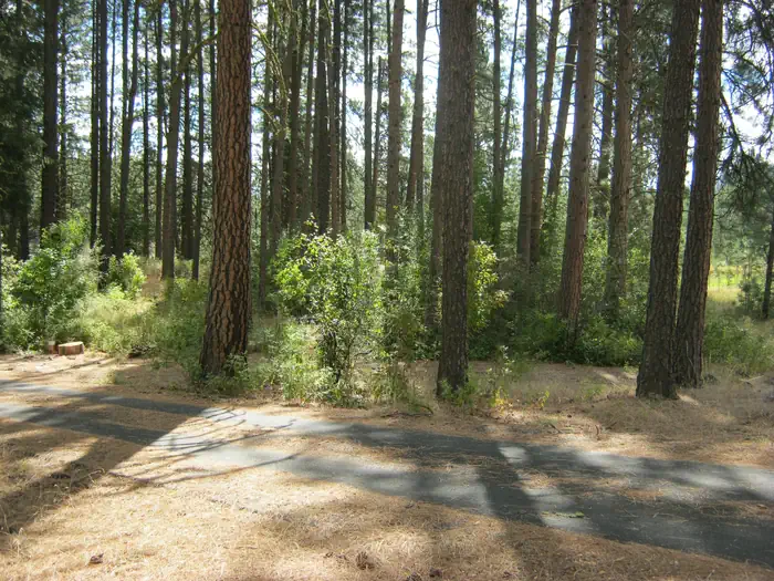 Kettle River Campground — Road with trees and bushes in the background.