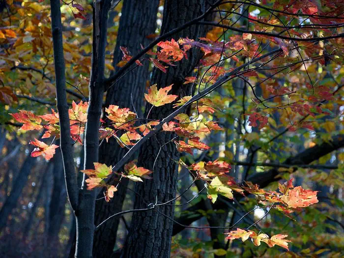 Adirondack Shelters — A tree branch with orange and yellow leaves crosses in front of trunks and green leaves in the background.