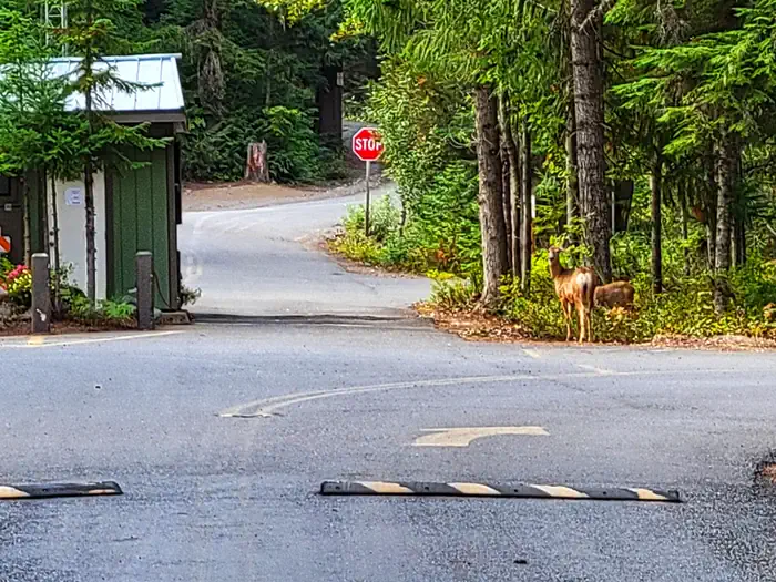 Kachess Campground — Kachess campground