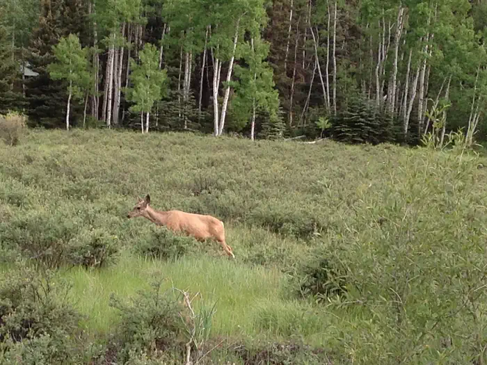 Elk Creek Campground (rio Grande Nf) — Deer at Elk Creek Campground