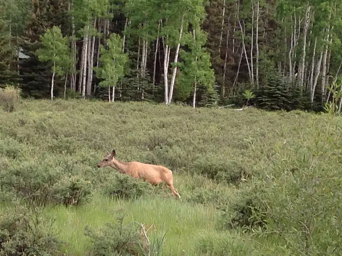 Elk Creek Campground (rio Grande Nf) — Deer at Elk Creek Campground