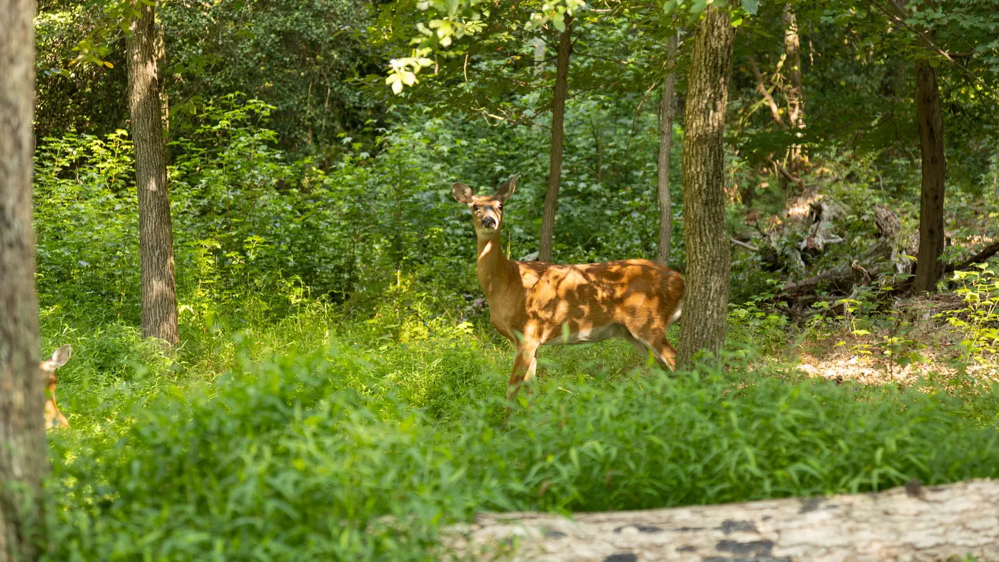 Greenbelt Park Picnic Areas