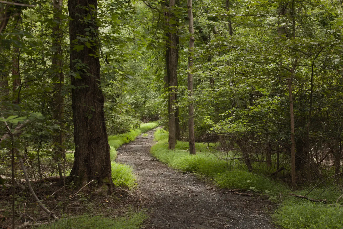 Greenbelt Park Picnic Areas — A Wooded Greenbelt Park Hiking Trail