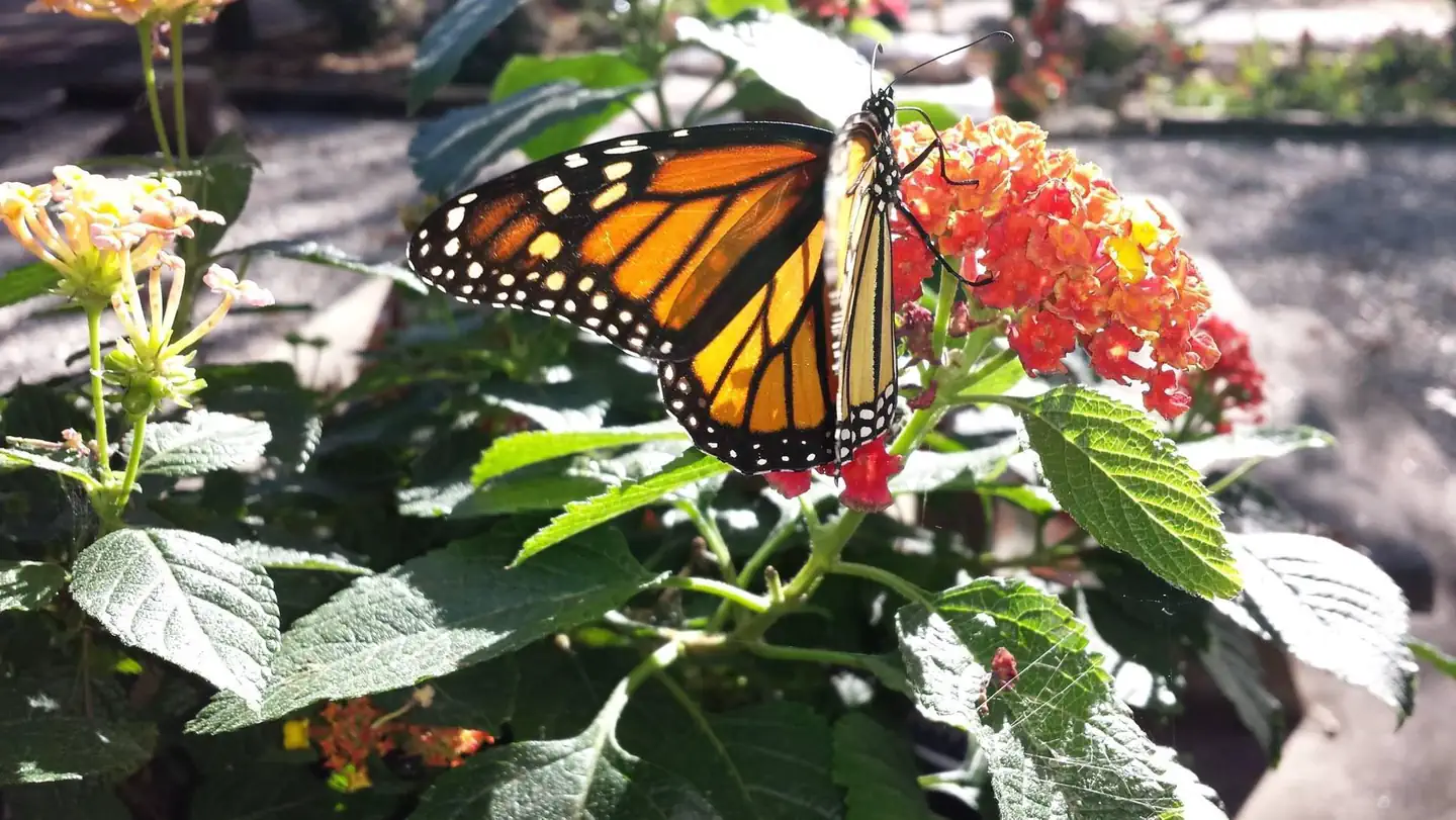 Hawthorn Bluff — Monarch Butterfly