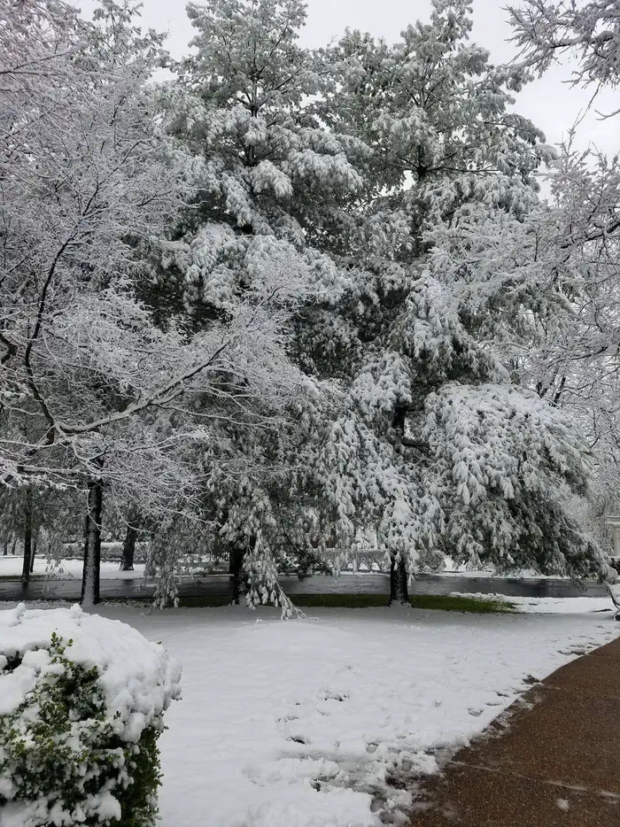 Hawthorn Bluff — Snow Covered Tree