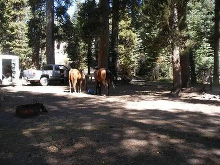 Agnew Horse Camp — AGNEW HORSE CAMP