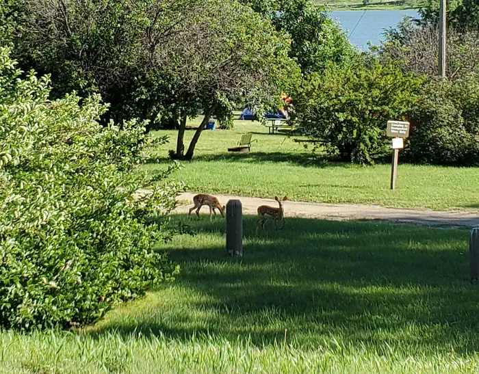 Beaver Creek - Lake Oahe — 2 Whitetail deer fawns enjoying an afternoon snack.
