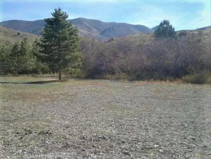 Third Creek Group Site — A tree in Third Creek Campground