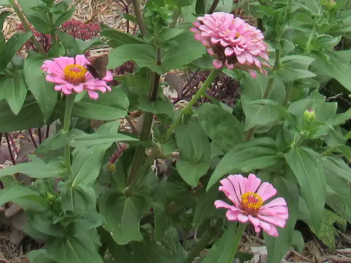 Washington Irving South — Butterfly Garden