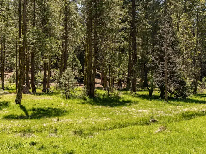Meadowview Campground — Meadowview Campground Meadow