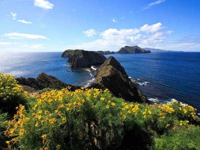 Anacapa Island — Yellow flowered plant on ocean bluff overlooking three islets and the surrounding ocean.