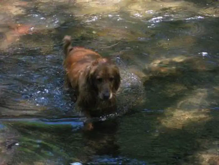 Camp Creek — CAMP CREEK
