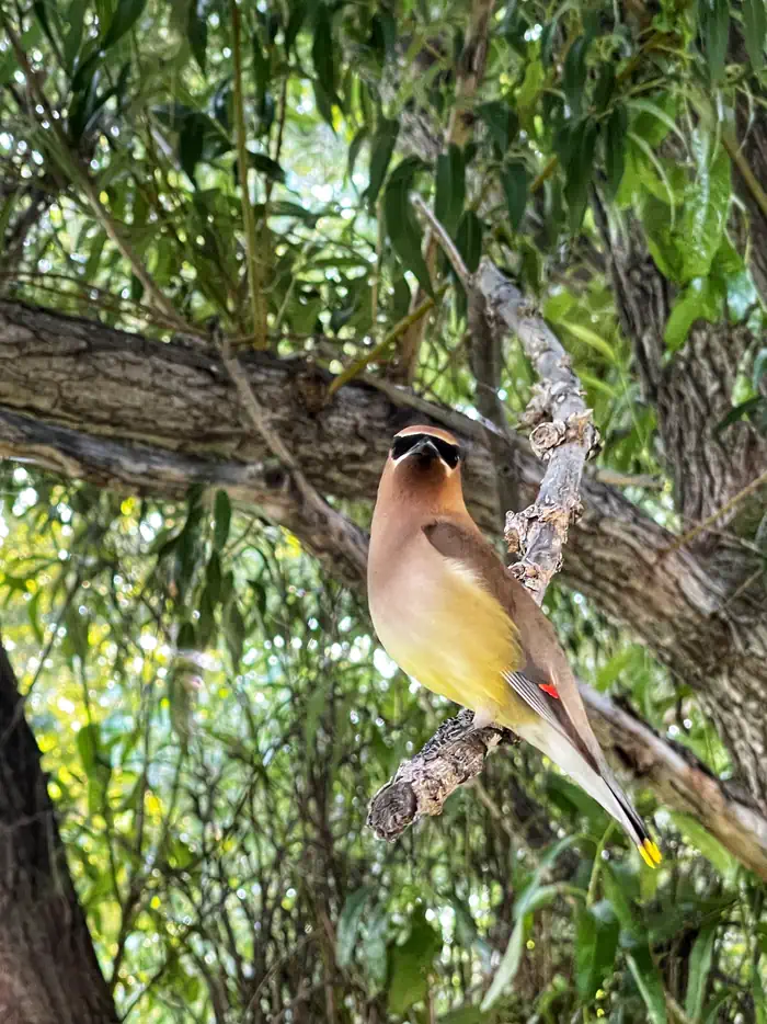 Holter Lake State Rec Area — Cedar waxwing pausing for a photo op