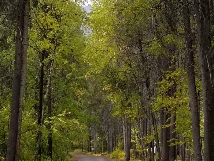 Apgar Group Sites — Paved road lined by trees within Apgar Campground 
