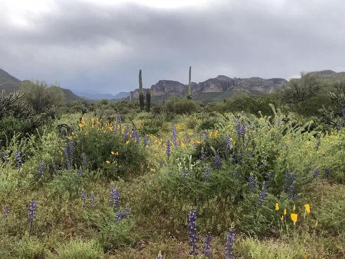 Larry Forbis Overnight Group Site — Desert Wildflowers