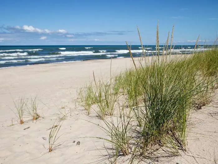 Central Avenue Walk-in Sites — Grasses on a sandy beach near Mt. Baldy