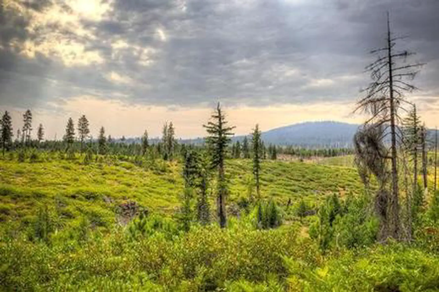 Whispering Pines Horse Camp — Whispering Pines Horse Camp