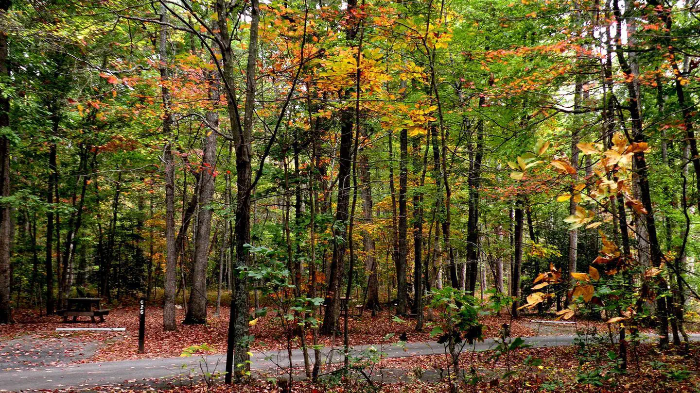 Oak Ridge Campground - Prince William Forest Park